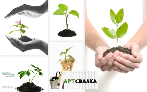 Защита растения фотографии | Protection of plants photos